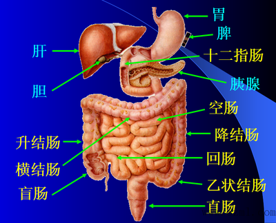 肝胆解剖图详细图高清图片