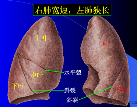 解剖学天门地户学说确立人体左为阳右为阴之理